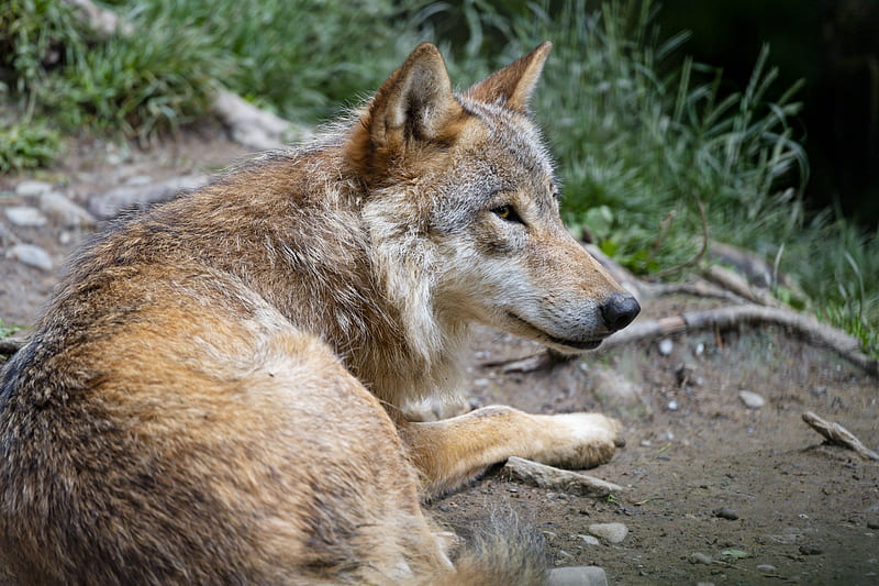 wolf, predator, glance, animal, profile, HD wallpaper