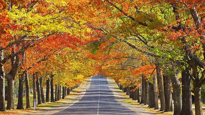 Road side Trees, colors, bonito, road, trees, HD wallpaper