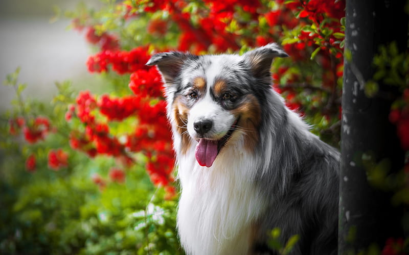 Australian Shepherd Dog, red flowers, Aussie, summer, pets, dogs, Aussie Dog, HD wallpaper