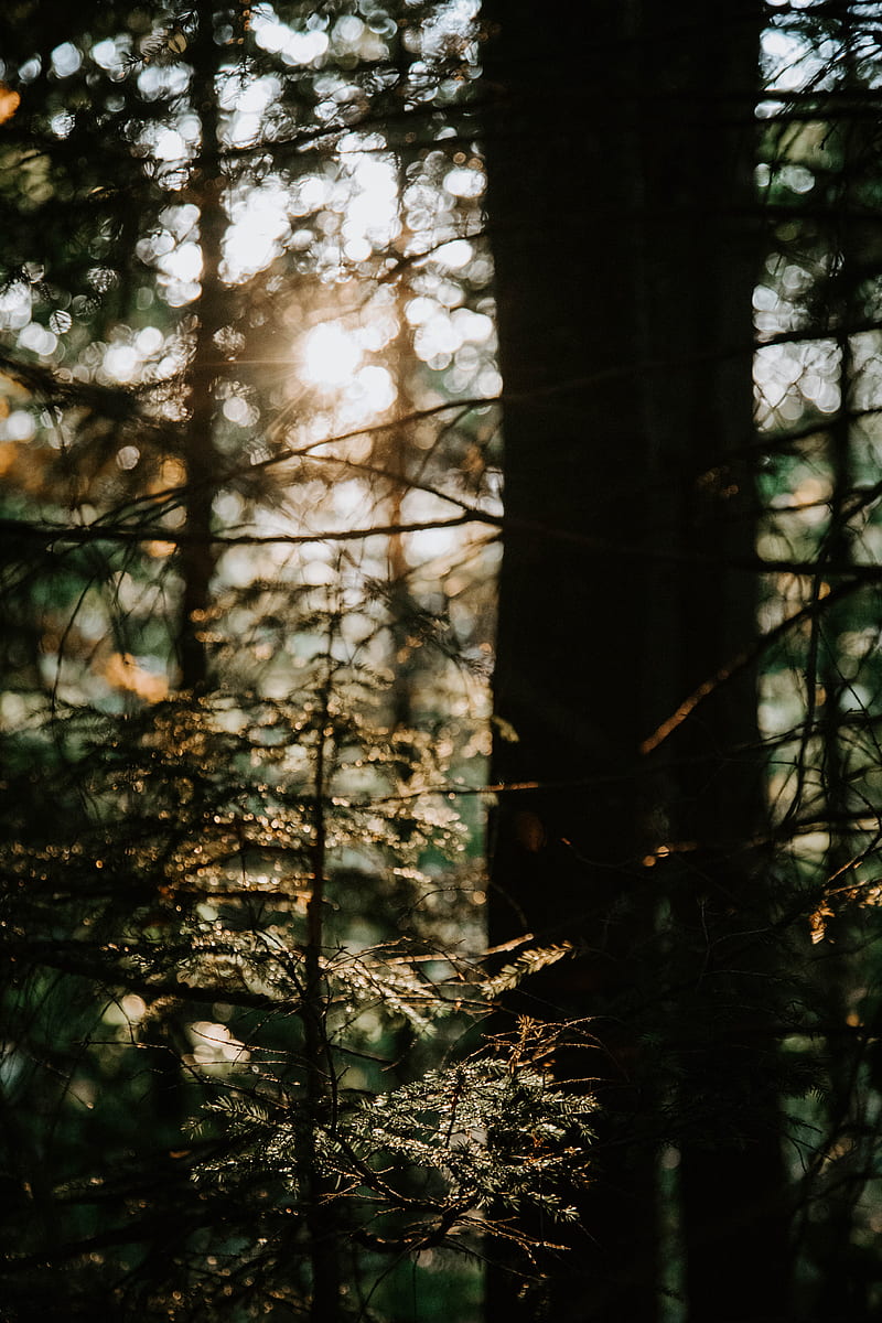 Sunlight Through Trees, HD phone wallpaper
