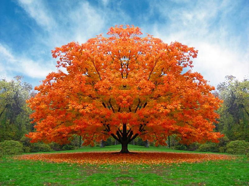 Beautiful Orange Tree, autum, grass, orange, trees, sky, clouds, tree, nature, field, blue, HD wallpaper