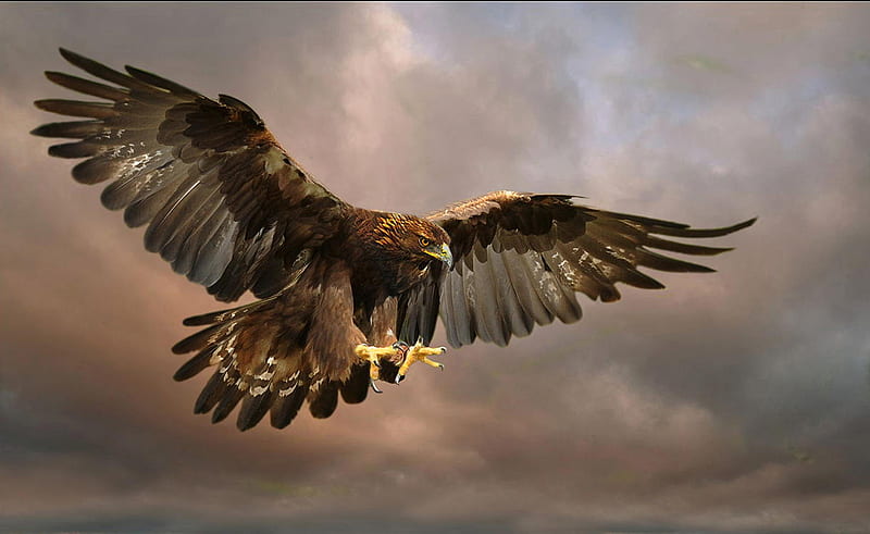 Golden Eagle, HD wallpaper