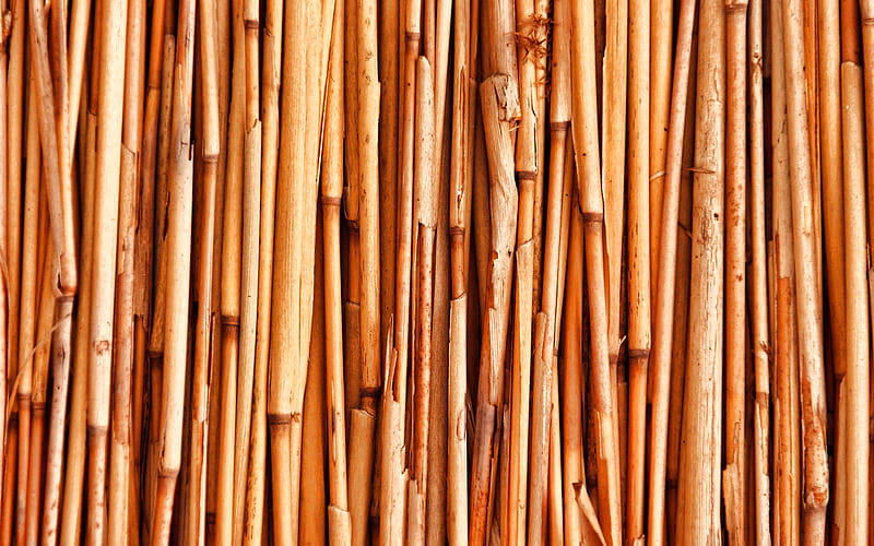 brown bamboo trunks, macro, bambusoideae sticks, bamboo textures, brown bamboo texture, bamboo canes, bamboo sticks, brown wooden background, horizontal bamboo texture, bamboo, HD wallpaper