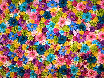 flowers, blue, green, pink, purple, yellow, HD wallpaper