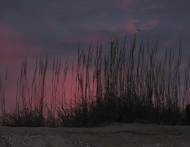 Sunset with Beach Grass, beach, outer banks, sand, grass, ocean, north carolina, sunset, nags head, HD wallpaper