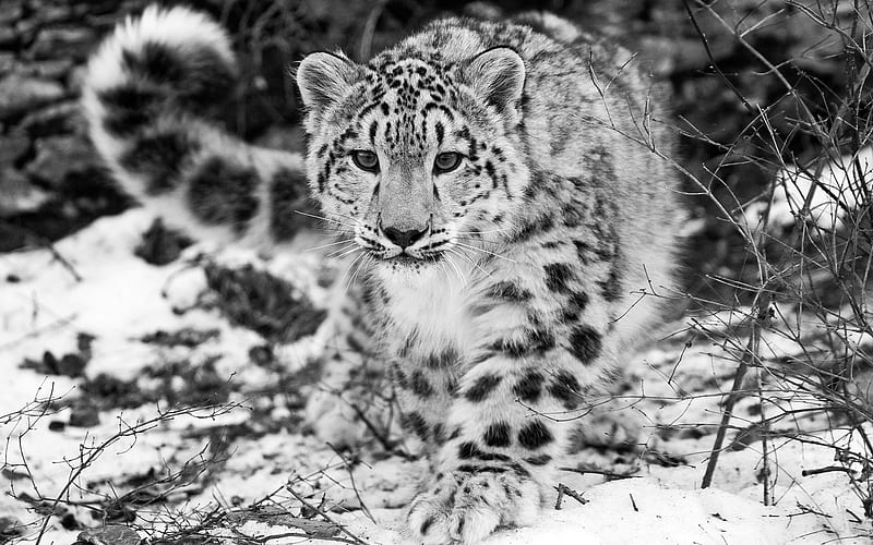Winter Snow Leopard-Animal World Series, HD wallpaper