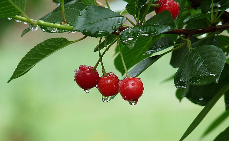 Cherries in the rain, red, spring, branch, leaf, fruit, water drops, rain, gren, cherry, HD wallpaper