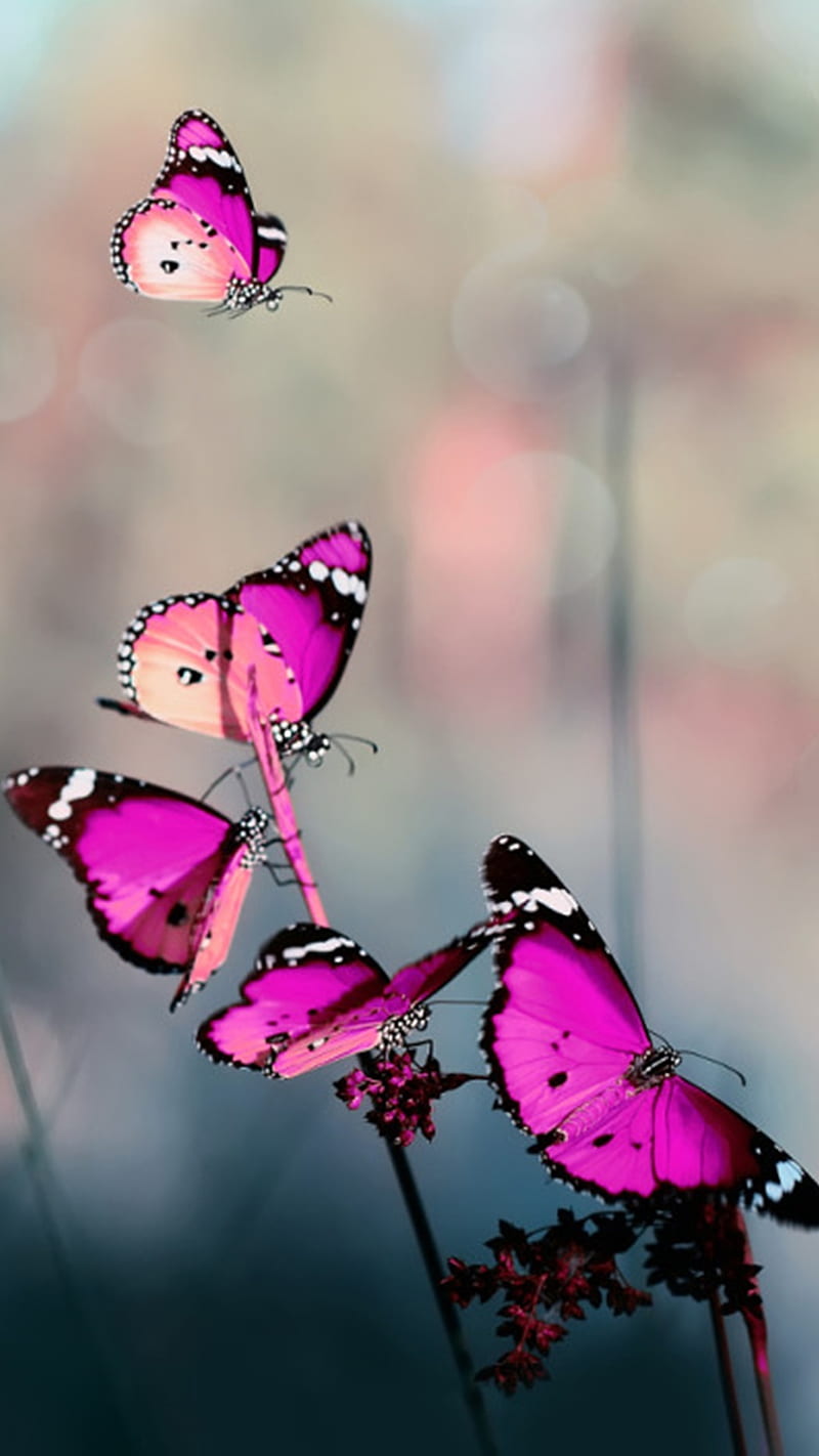 Butterflies, pink, HD phone wallpaper