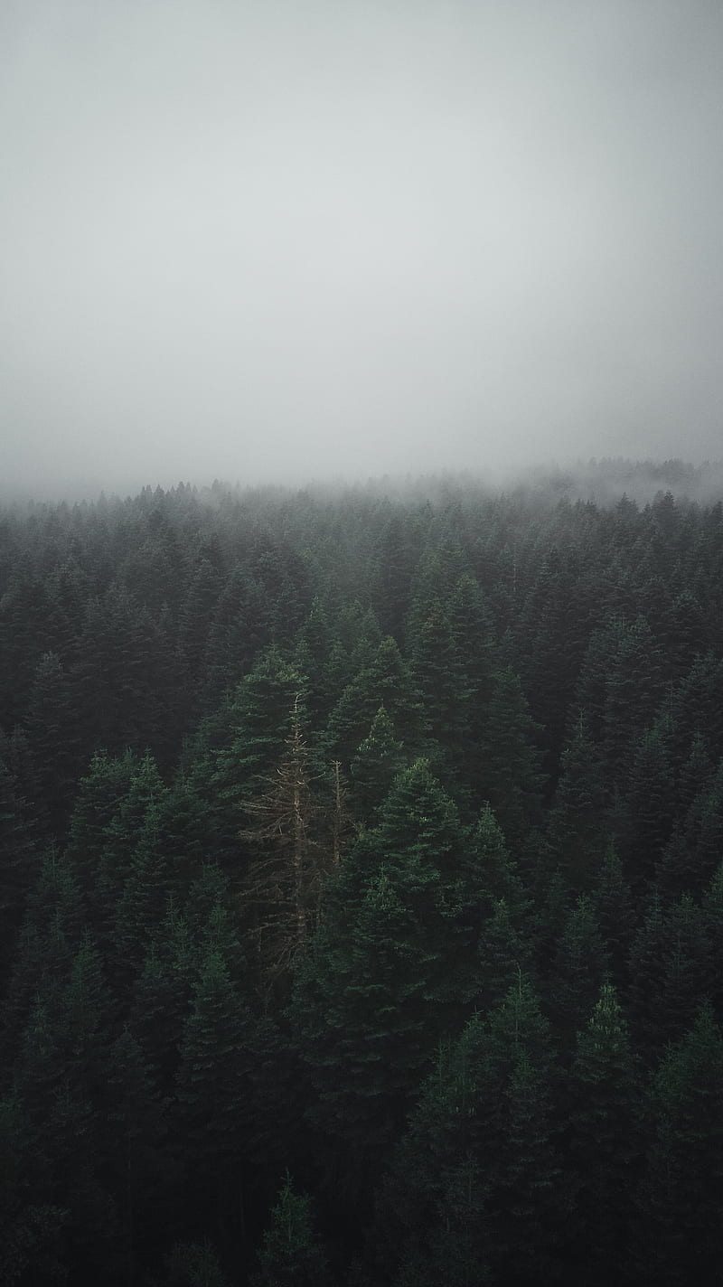 Fog, aireal, day, foggy, forest, green, greenish, mountains, HD phone wallpaper
