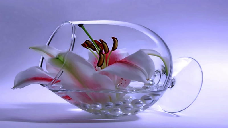 ORCHID UNDER GLASS, lovely, beautiful flowers vase, large flower, still life, glass, cool, purple, jar, flowers, pink, HD wallpaper