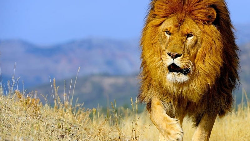 king of the animals, fierce, majestic, lion, animal, HD wallpaper