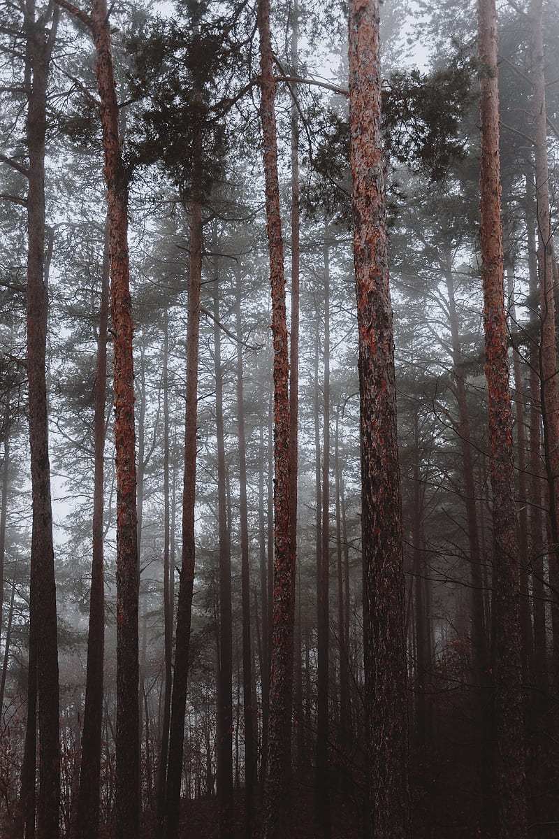 bunch of brown pine trees, HD phone wallpaper