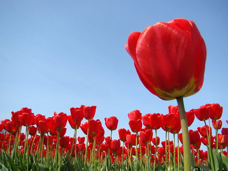 Lots of tulips, skies, red, spring, tulip, HD wallpaper