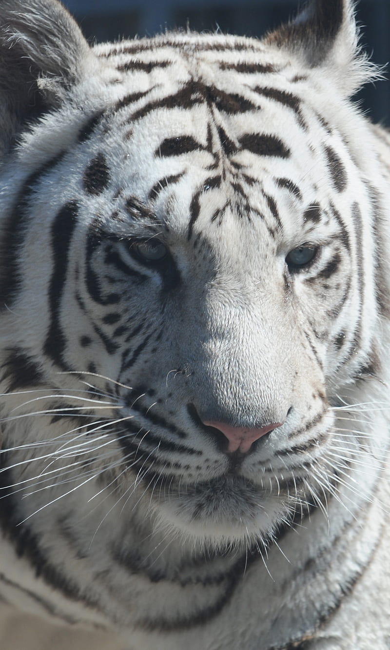 White Tiger, blue, elegant, eyes, royal, siberian, HD phone wallpaper
