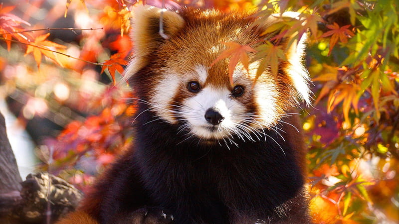 Black Brown Red Panda In Colorful Leaves Bokeh Background Panda, HD wallpaper
