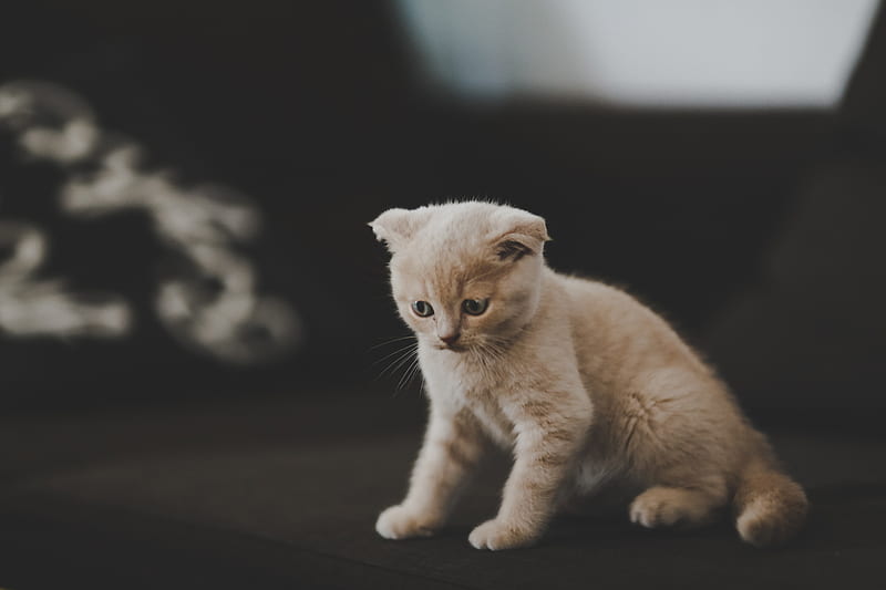 kitten, scottish, cat, cute, pet, HD wallpaper
