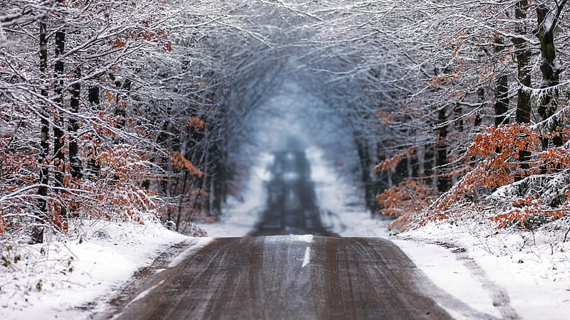 Forest Road in Winter, HD wallpaper