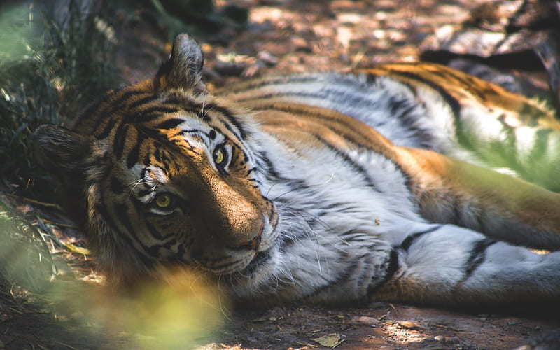 tiger, predator, wildlife, tropical forest, HD wallpaper