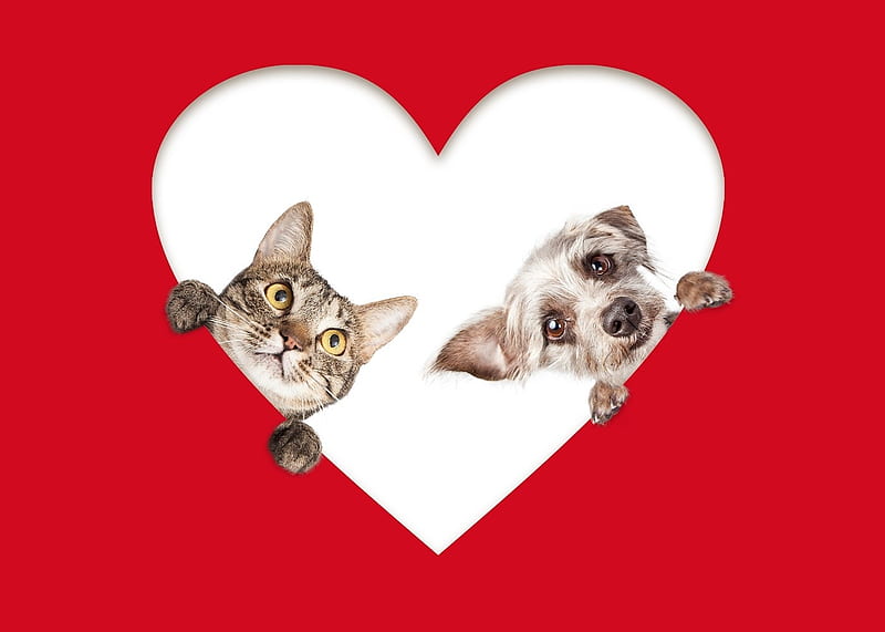 Happy Valentine's Day!, red, caine, valentine, cat, animal, cute, heart, funny, kitten, white, pisica, puppy, dog, HD wallpaper
