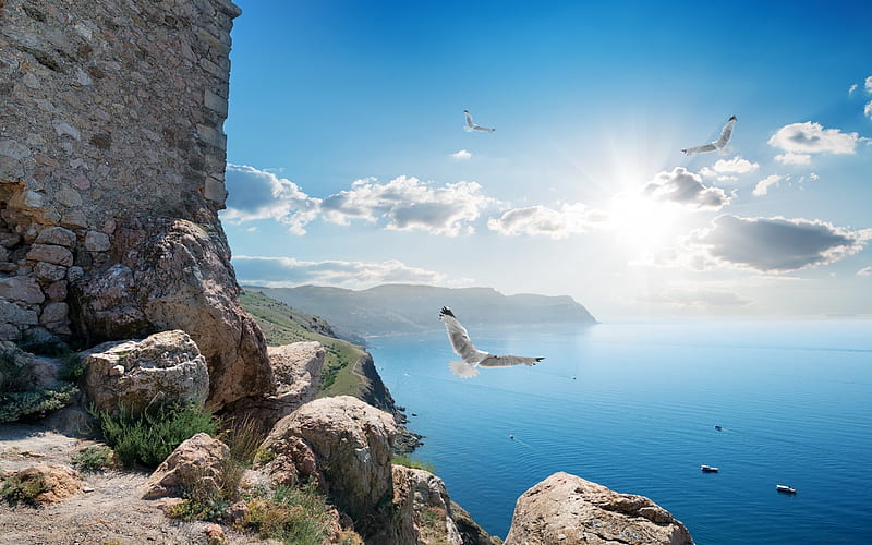 rocks, seagulls, sea, coast, blue sky, summer, shore, HD wallpaper