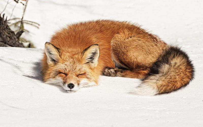 Sleeping fox, cool, fox, sleeping, snow, HD wallpaper