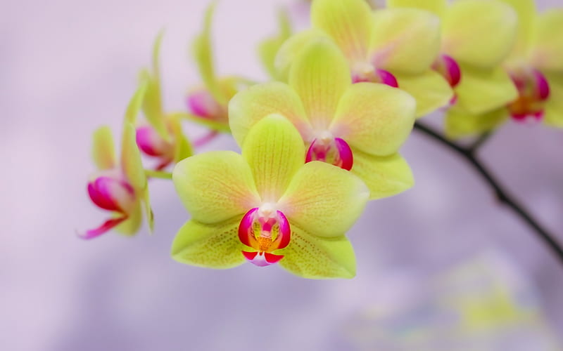 green orchids, tropical flowers, potted plants, orchids branch, beautiful flowers, orchid, HD wallpaper