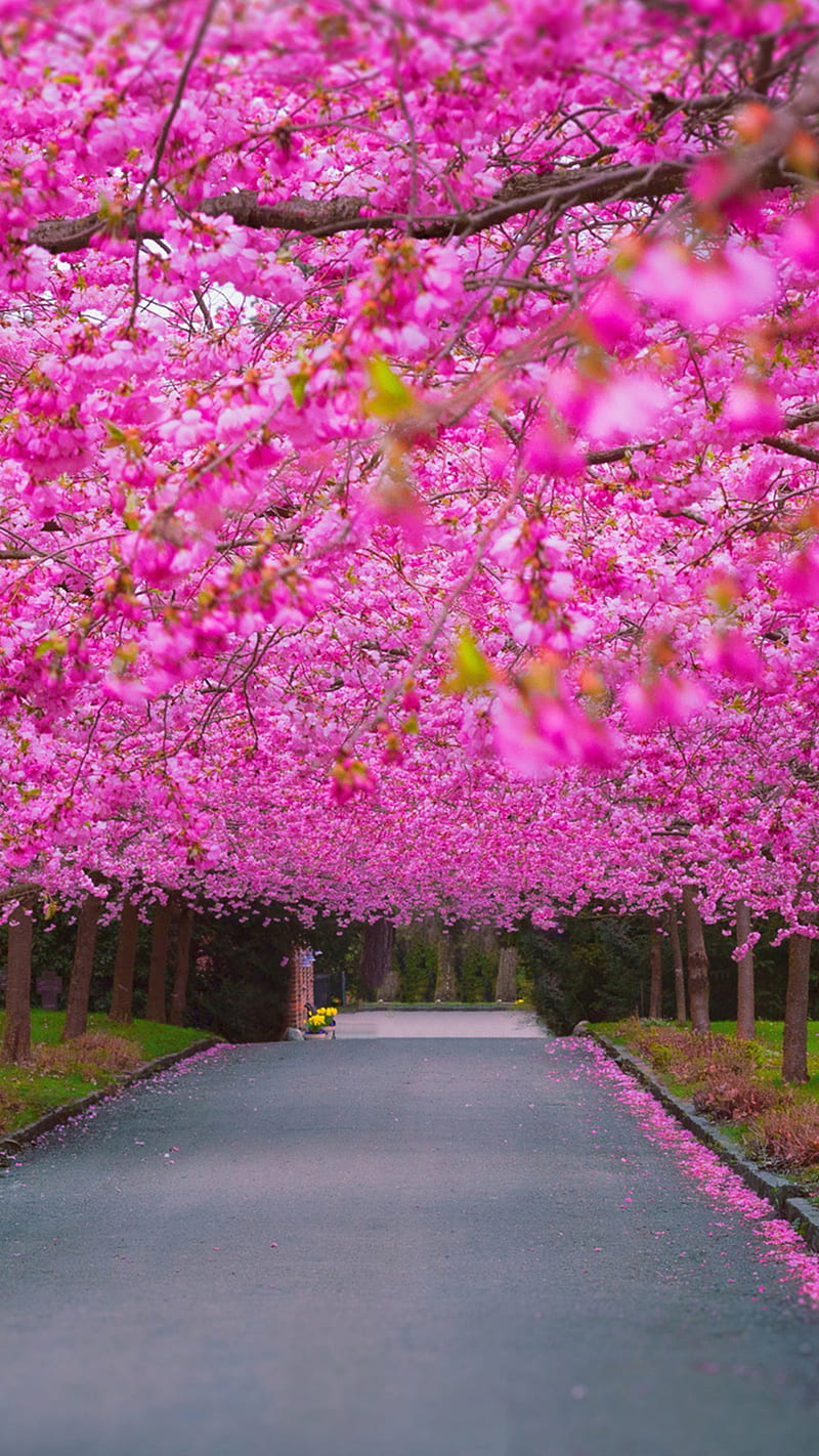 Cherry blossom park , flower, pink, road, HD phone wallpaper