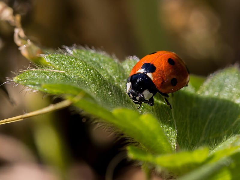Ladybug, bug, insects, nature, red, spot, HD wallpaper