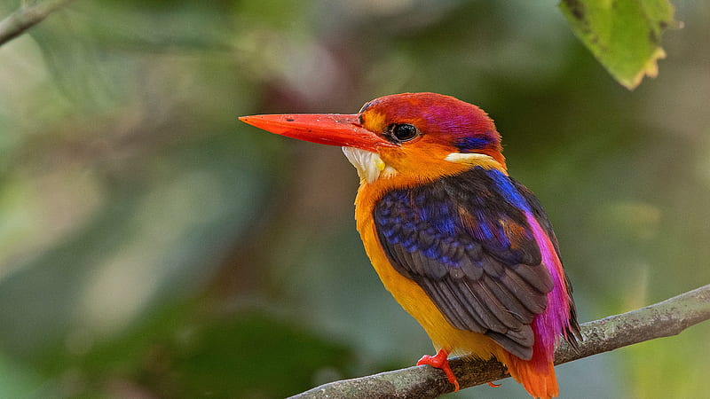 Colorful Kingfisher Bird Is On Tree Stick In Blur Green Bokeh Background Birds, HD wallpaper