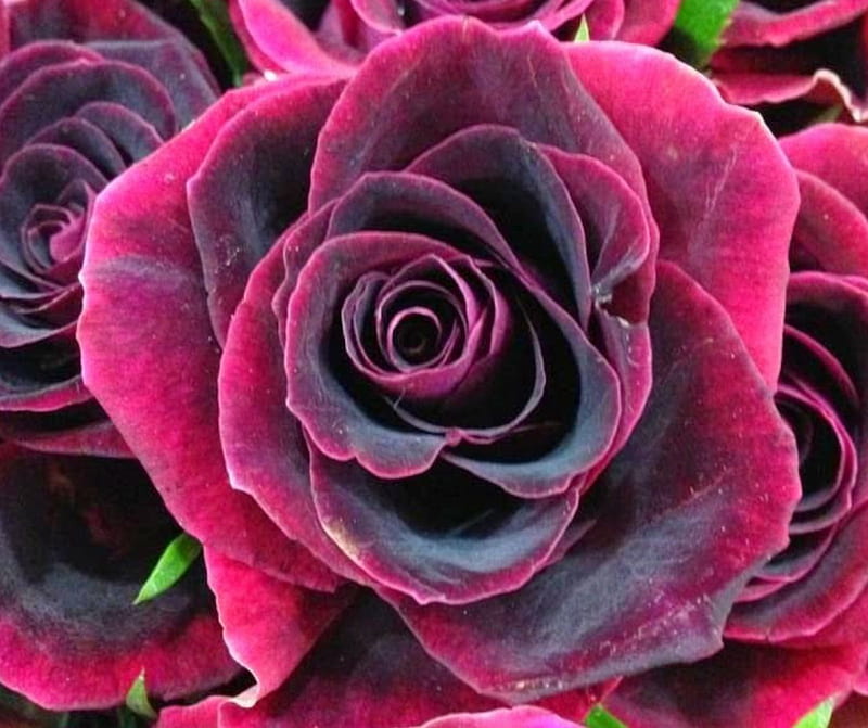Black Beauty Velvet Roses, velvet, flowers, black, nature, petals, roses, HD wallpaper
