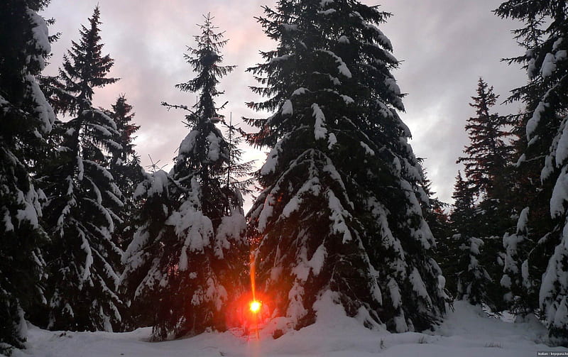 sunset through dense forest in winter, dense, forest, sunset, winter, HD wallpaper