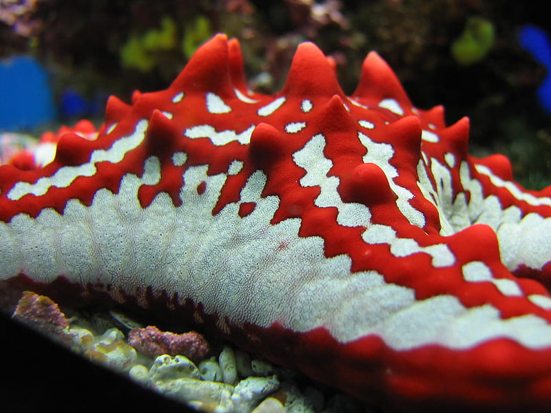 Red horned starfish, red, coral, white, horns, blue, HD wallpaper