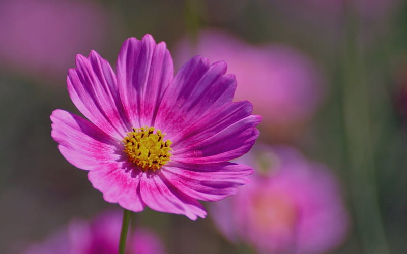 Purple haze Flower, flower, nature, purple, haze, HD wallpaper
