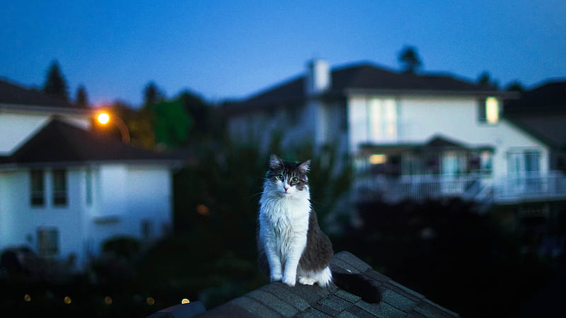 Cat On Roof , cat, animals, HD wallpaper