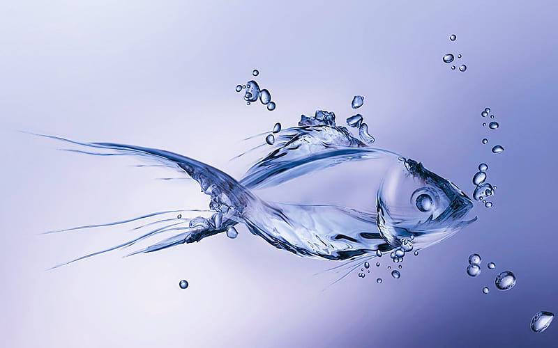 Wallpaper blue fish betta images for desktop section животные  download