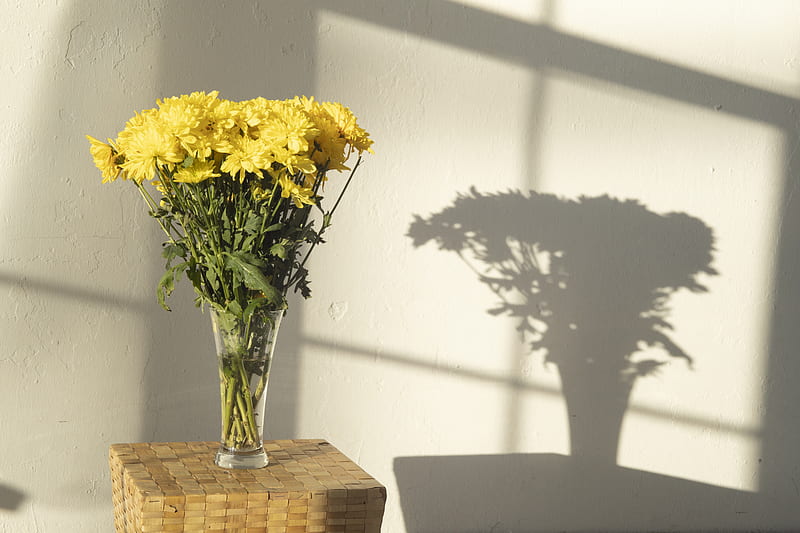 Bouquet of bright yellow chrysanthemums in glass vase casting shadow on wall in daylight, HD wallpaper