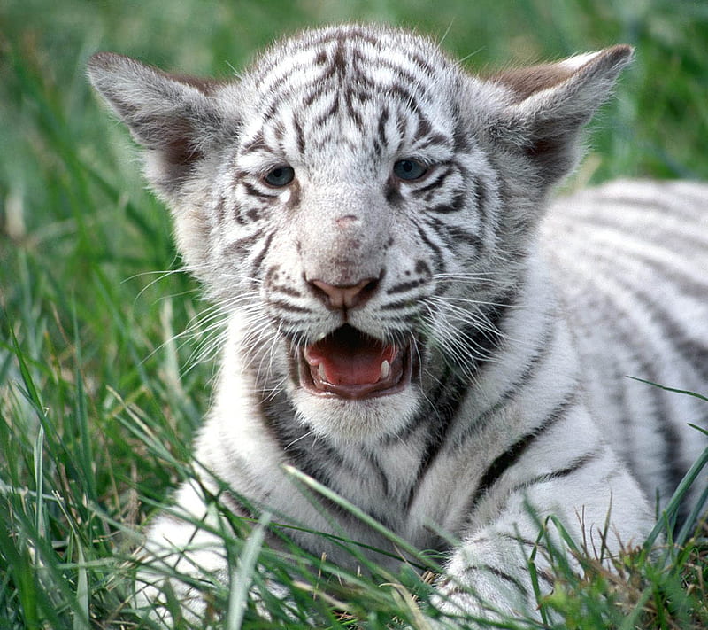 Tiger Cub, animals, baby, bengal, white, HD wallpaper