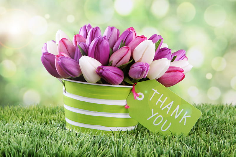 Thank You, with love, bokeh, splendor, flowers, nature, tulips, tulip, HD wallpaper