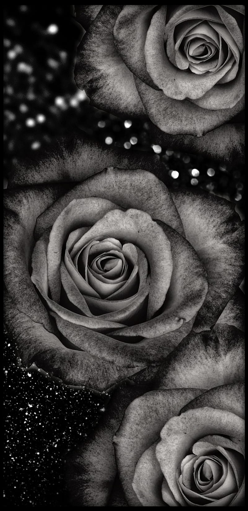 BlackWhiteRoses, black, flower, flowers, glitter, gris, greyscale, nature, roses, white, HD phone wallpaper