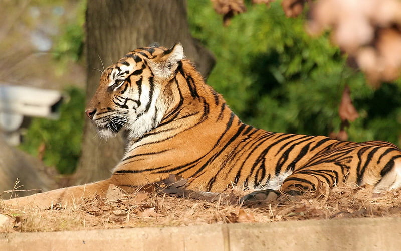 Tiger ***, wild, tiger, cat, cats, animals, animal, HD wallpaper | Peakpx