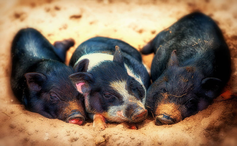 Black Pig Trio, HD wallpaper