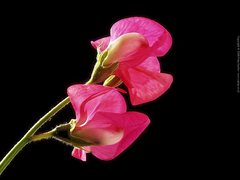 Sweet, flower, sweet pea, pink, black background, HD wallpaper