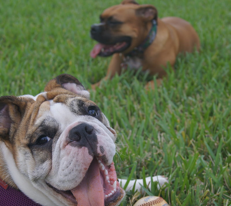 Boxer and a Bulldog, dogs, outside, playing, puppy, HD wallpaper
