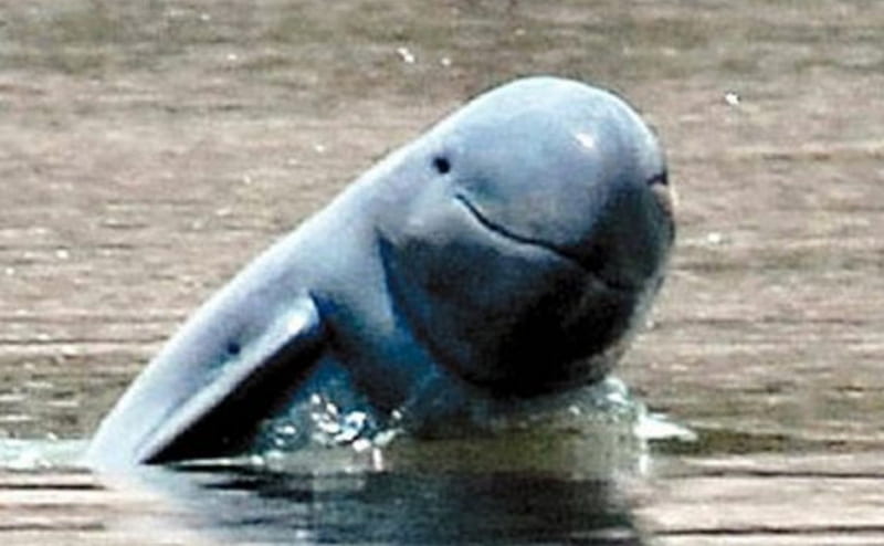 Irrawaddy dolphin, endangered, round, head, swims, HD wallpaper