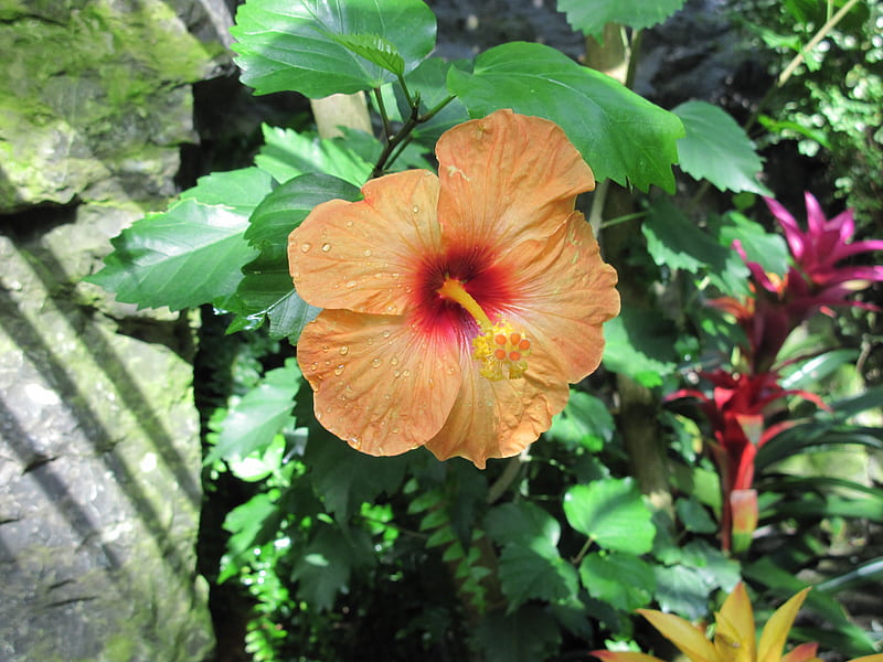 A Flower cannot blossom without Sunshine 05, graphy, green, orange, garden, Hibiscus, Flowers, leaf, HD wallpaper