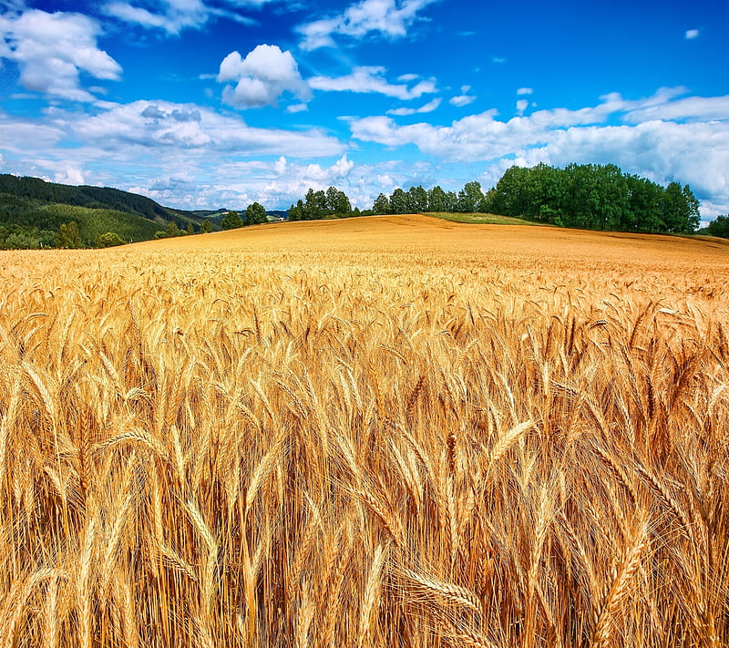 Wheat Field, macbook, HD wallpaper
