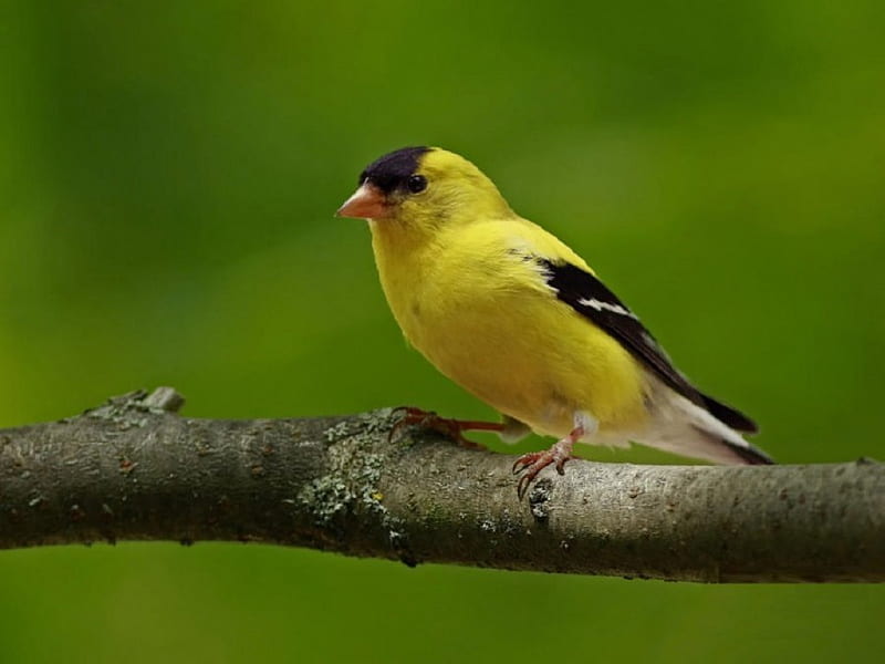 Male Gold Finch, limb, wings, male, beek, gray, black, yellow, soft, finch, gold, green, bird, nature, eyes, feathers, animals, HD wallpaper