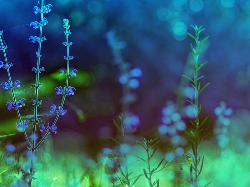 Flores silvestres azules, verde, plantas, macro, flores, colores,  naturaleza, Fondo de pantalla HD | Peakpx