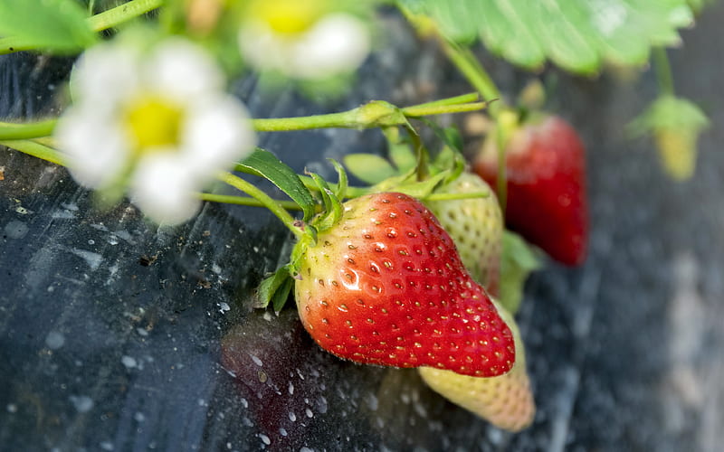 Spring fresh fruit food strawberry, HD wallpaper