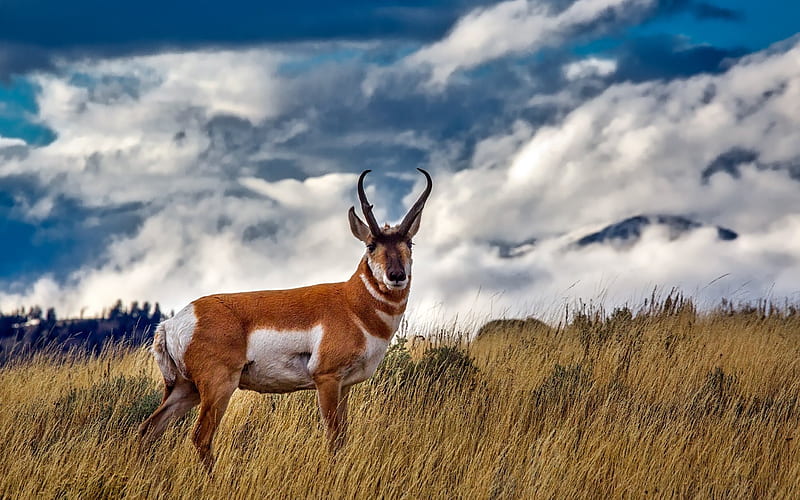 Pronghorn, antlers, Yellowstone, field, Yellowstone National Park, HD wallpaper